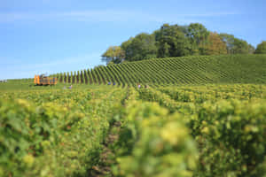 Mechanical Harvester In Vineyard Wallpaper