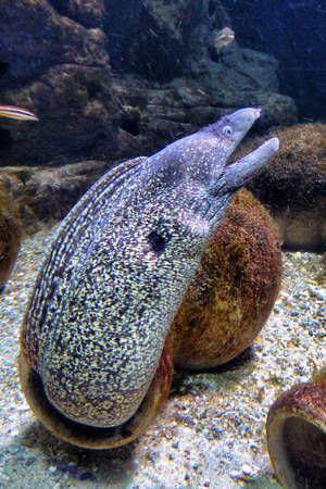 Mediterranean Moray Eel Fish Underwater Wallpaper
