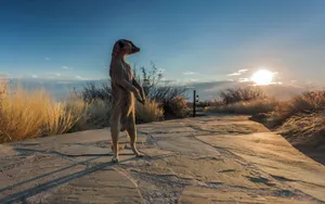 Meerkat In Nature Wallpaper