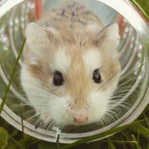 Meet Peter: A Happy Brown Hamster Wallpaper