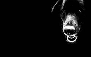 Menacing Black And White Dog Wallpaper