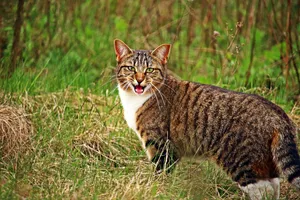 Meowing Tabby Cat Wallpaper