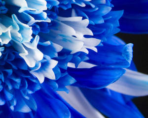 Mesmerizing Close-up Shot Of A Blue Flower Wallpaper