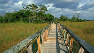 Mesmerizing Scenery Of Mahogany Hammock Trail, Everglades National Park Wallpaper