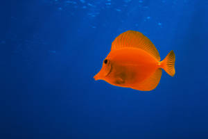 Mesmerizing Yellow Tang Fish In Vibrant 4k Ultra Hd Wallpaper