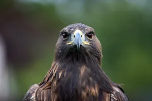 Mighty Eagle Wallpaper