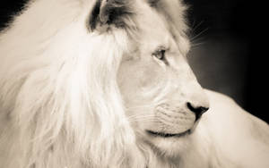 Mighty Male White Lion Wallpaper