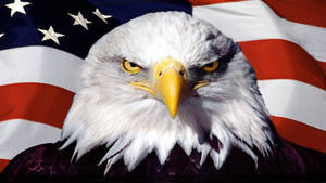 Military American Flag Fierce Eagle Wallpaper