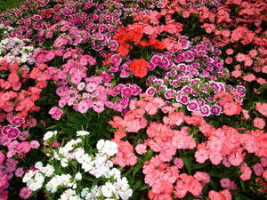 Mini Carnation Flowers Wallpaper