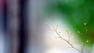Minimal Tiny Branches Wallpaper