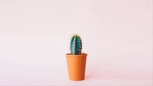 Minimalist Cactus On Pastel Background Wallpaper