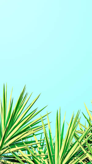 Minimalist Cute Iphone Teal Spikey Summer Plants Wallpaper