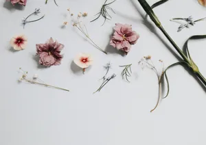 Minimalist Dried Flowers Wallpaper