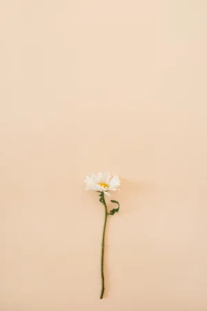 Minimalist Flower Computer Daisy Wallpaper