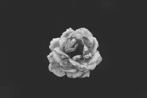 Minimalist Garden Rose Wallpaper