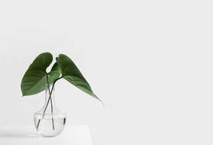 Minimalist Green Plant Inside Jar Wallpaper