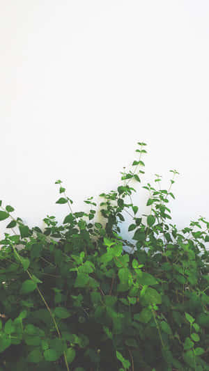 Minimalist Green Vine Wall Wallpaper