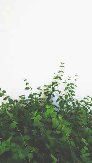 Minimalist Green Vine Wall Wallpaper