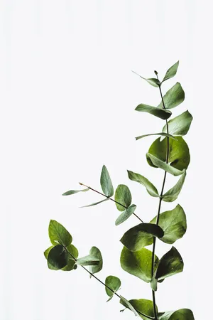 Minimalist Leaves Print Wallpaper