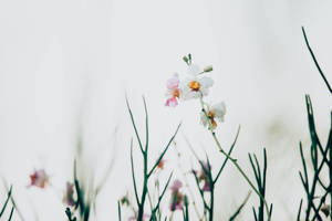 Minimalist Narcissus Flowers Wallpaper