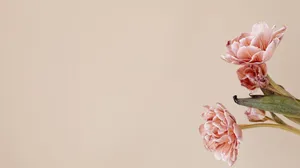Minimalist Pink Peonies Flowers 4k Monitor Wallpaper
