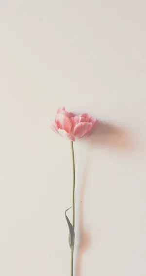 Minimalist Pink Rose Flower Wallpaper