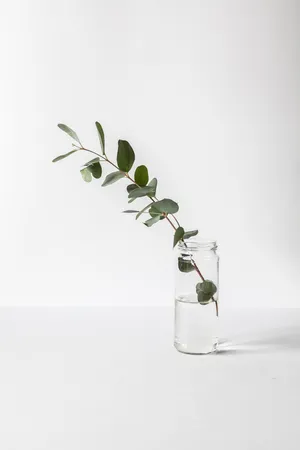 Minimalist Plant Inside Jar Wallpaper