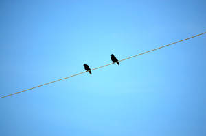 Minimalist Ravens On Wire Hd Wallpaper