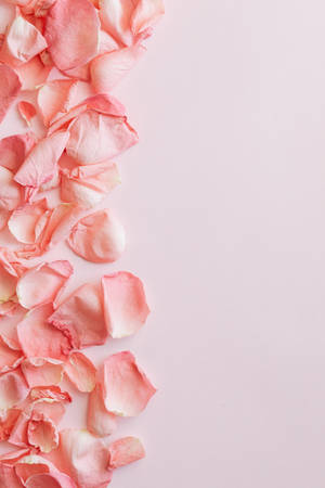 Minimalist Rose Petals In Pastel Pink Wallpaper