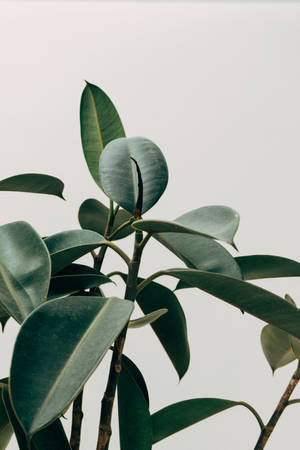 Minimalist Rubber Fig Plant Wallpaper