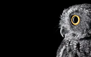 Minimalist Side View Owl Wallpaper