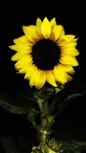 Minimalist Suntastic Sunflower Iphone Wallpaper