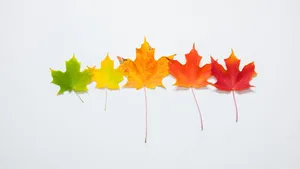 Minimalist Tablet Displaying A Majestic Autumn Maple Leaf Wallpaper