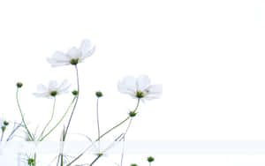 Minimalist White Cosmos Flower Wallpaper