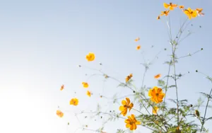 Minimalist Yellow Aesthetic Flower Desktop Wallpaper