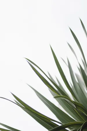 Minimalist Yucca Plant Wallpaper