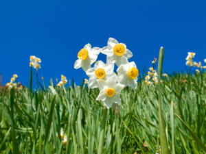 Minnow Daffodils At Fields Wallpaper