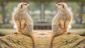Mirror Meerkats Symmetry Wallpaper