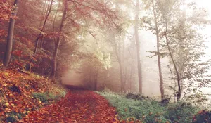 Misty Autumn Forest Path.jpg Wallpaper