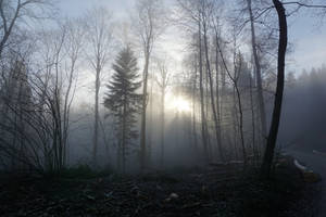 Misty Somber Forest Wallpaper