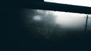 Misty Spiderweb Dew Drops Wallpaper