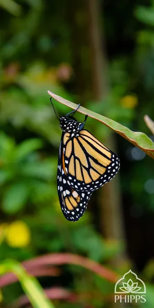 Mobile Background Butterfly Wallpaper