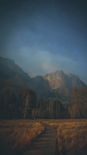 Mobile Phone Forest Natural Background Wallpaper