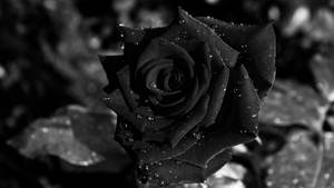 Moist Black And White Rose Wallpaper