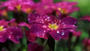 Moist Primrose Flower Wallpaper