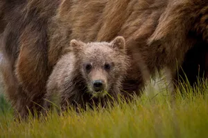 Momma And Baby Bear Wallpaper