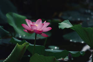 Momo Botan Lotus Flower Wallpaper