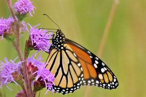 Monarch Butterfly On A Purple Flower Wallpaper