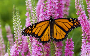 Monarch Butterfly On Speedwell Plant Wallpaper