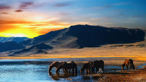 Mongolia's Horses In The Wild Wallpaper